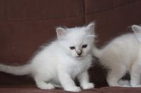 Je donne chatonne blanche neige et un petit loulou