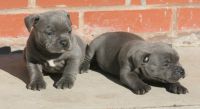 2 chiots staffordshire bull terrier pure race