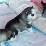 Trs beaux chiots sibriens huskys LOF