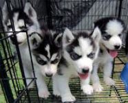 Trs beaux chiots sibriens huskys LOF