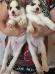 Chiot Husky Siberien LOF disponible