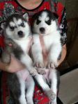 Chiots Husky Siberien LOF disponible