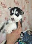 Chiot Husky Siberien LOF disponible