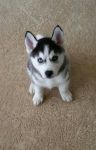 Chiot Husky Siberien LOF disponible
