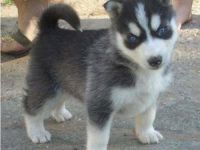 Chiot Husky Siberien LOF disponible