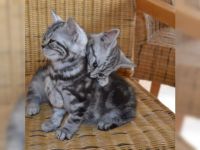 Don de deux magnifique chatons british shorthair
