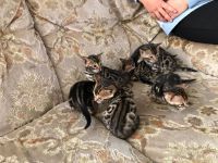 Manifique Chaton Bengal a Donner