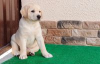 adorables chiots Golden Labrador non lof