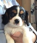 A donner Superbe chiot Cavalier King Charles