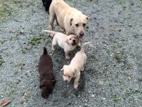 CHIOTS LABRADOR RETRIEVERS POUR ADOPTION URGENT