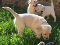 CHIOTS LABRADOR RETRIEVERS  A ADOPTER