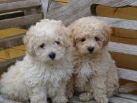 Poochon Chiots Disponible