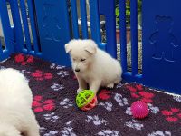 Berger blanc suisse