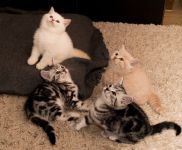 4 Chatons British SHORTHAIR