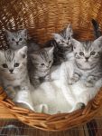 Adorable Chatons British shorthair a donner