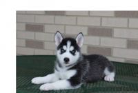 Superbes chiots Husky sibrien