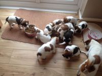 adorables chiots jack russel non lof