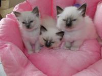 Chatons sacre de birmanie loof