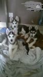 Magnifique Chiots Husky Lof