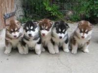 Magnifique Chiots Husky Lof