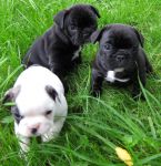 Disponibles mignons chiots bouledogue franais