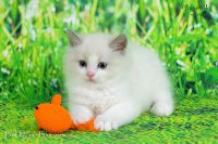 Adorable chaton Ragdoll a donner