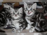 Chatons tigrs  contre bon soins