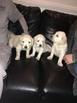 3 CHIOTS GOLDEN RETRIEVERS A ADOPTER