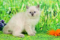 Adorable chaton Ragdoll a donner