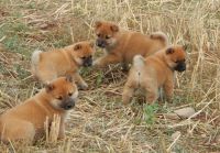 beaux chiots shiba inu