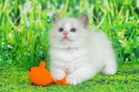 Adorable chaton Ragdoll a donner