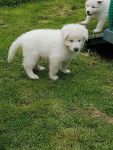 Berger blanc suisse