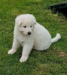 Berger blanc suisse