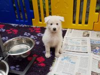 Berger blanc suisse