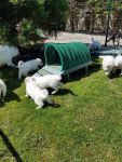 Berger blanc suisse