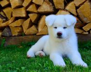 Magnifiques chiots de race Akita inu