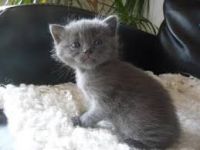 Adorable Chatons Chartreux A Donner
