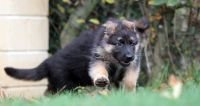 Berger allemand