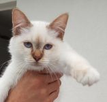 Chatons sacr de Birmanie  donner