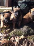 ADORABLE chiots Berger allemand A DONNER