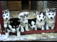 Chiots husky sibrien loof