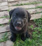 Labrador retriever