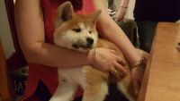 akita inu