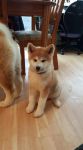 akita inu