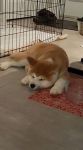 akita inu