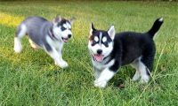 ADOPTION DE 2 CHIOTS HUSKY SIBERIEN