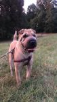 Sharpei femelle