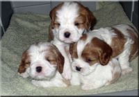 magnifiques choits de Race Cavalier King Charles