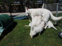 BERGER blanc suisse