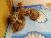 Disponibles de suite Trs jolis chatons